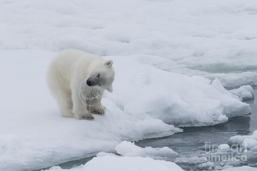 Polar Bear Cub Photograph by John Shaw - Fine Art America