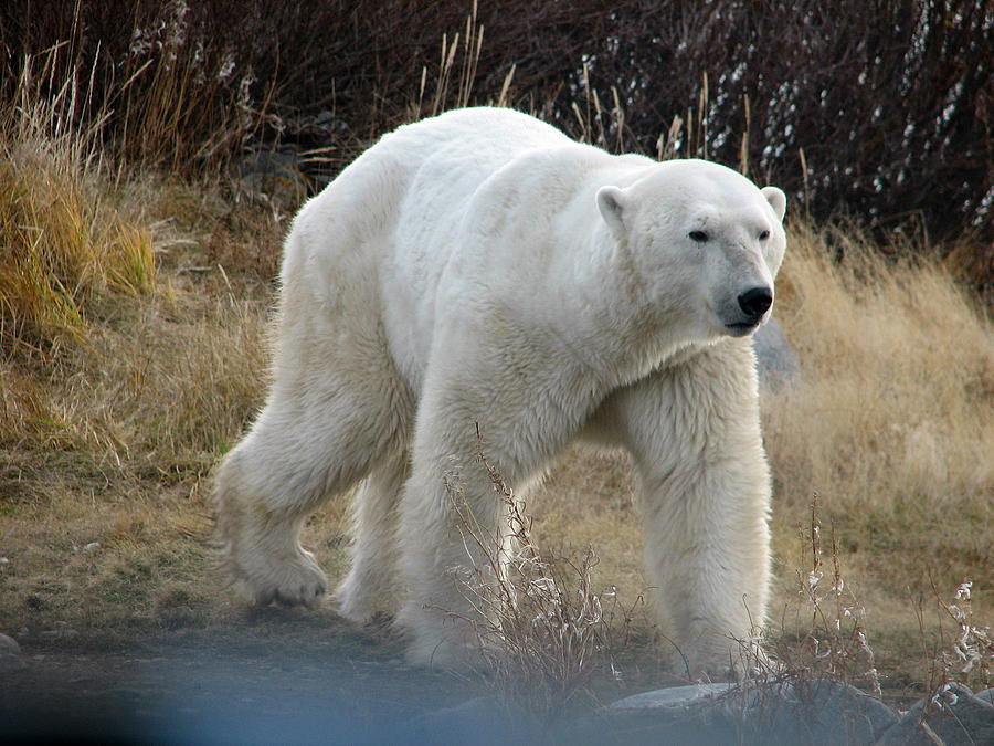 Polar Bear #4 Photograph by David Matthews