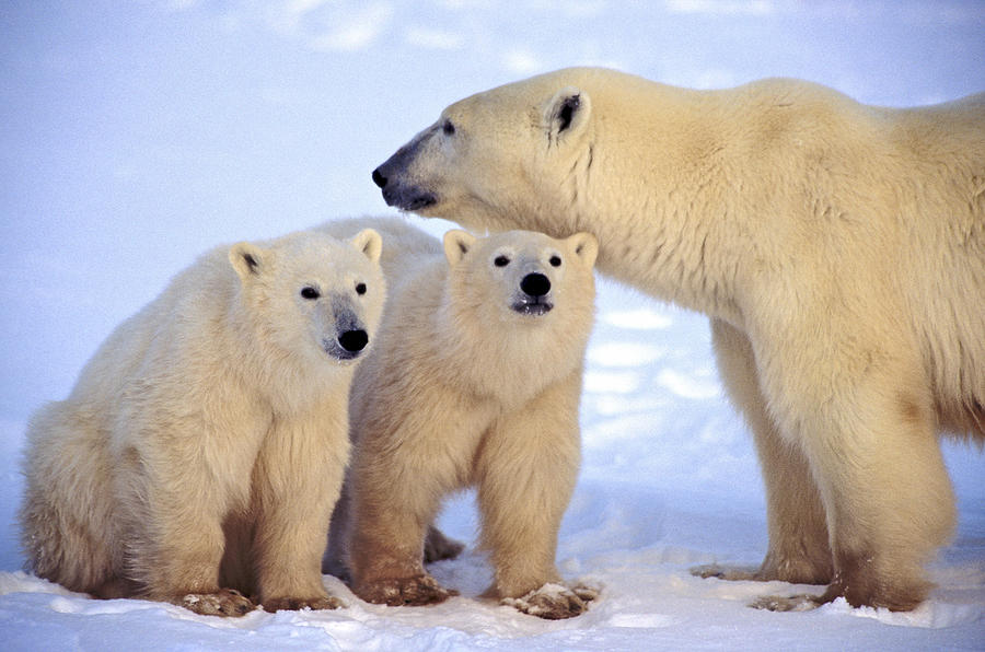 Polar Bear Family #4 Photograph by Randy Green