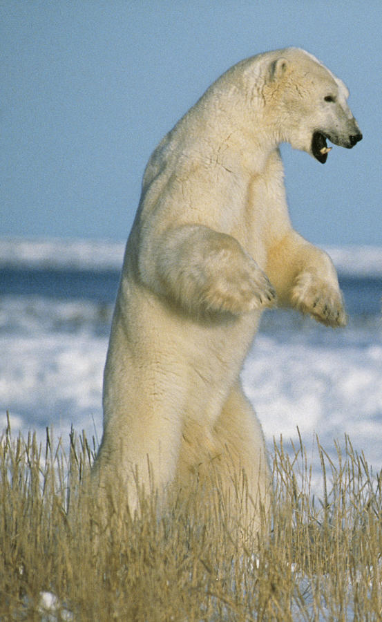 Polar Bear #4 Photograph by M. Watson