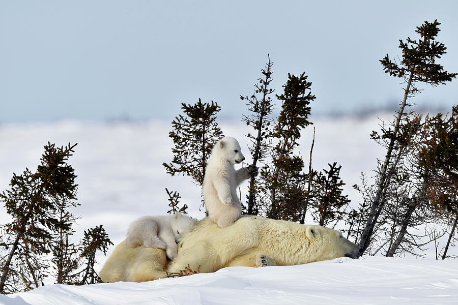 Polar Bear Mother And Cubs #4 Photograph by Dr P. Marazzi