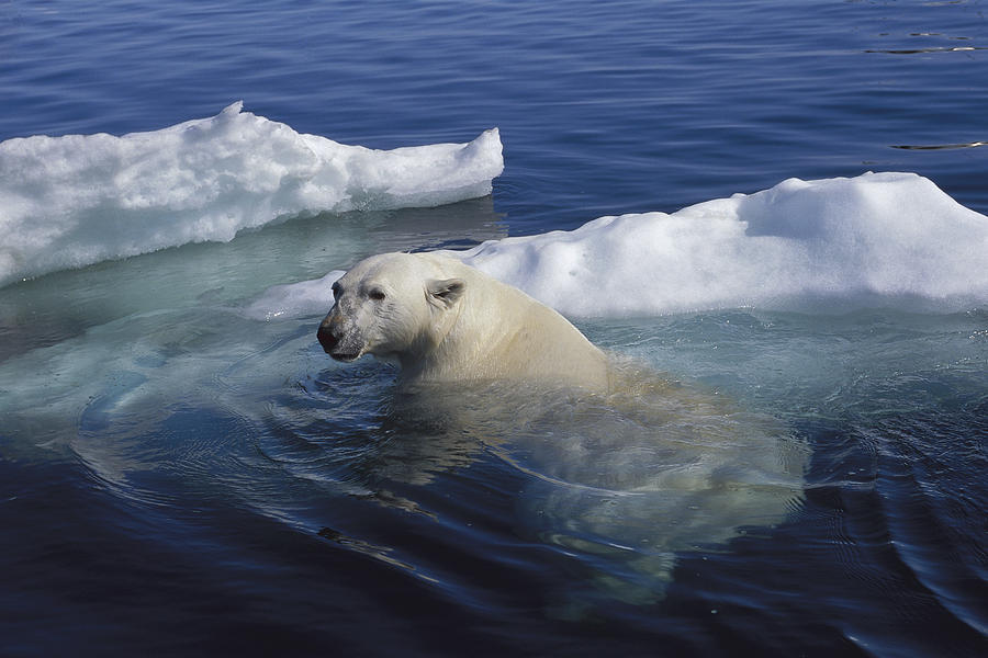 Polar Bear Swimming Wager Bay Canada #4 Photograph by Flip Nicklin