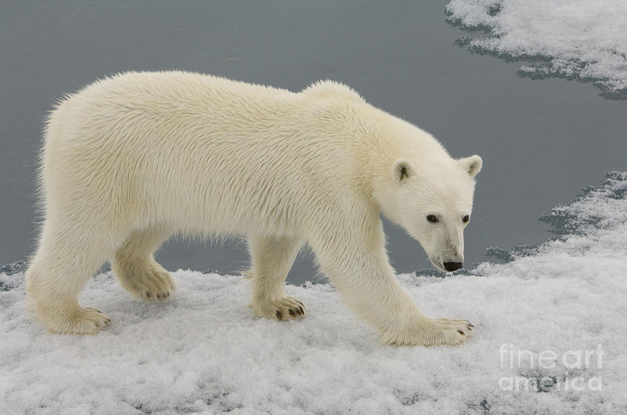 Polar Bear Walking On Ice #4 Photograph by John Shaw