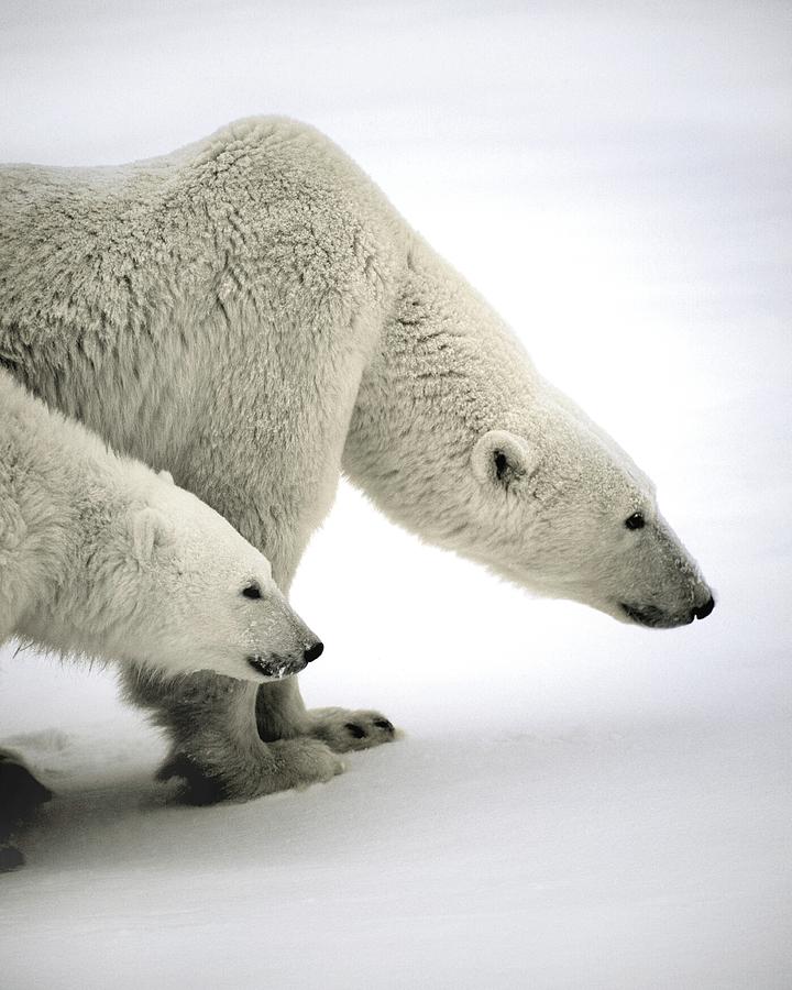 Bear Photograph - Polar Bears #4 by David Woodfall Images/science Photo Library