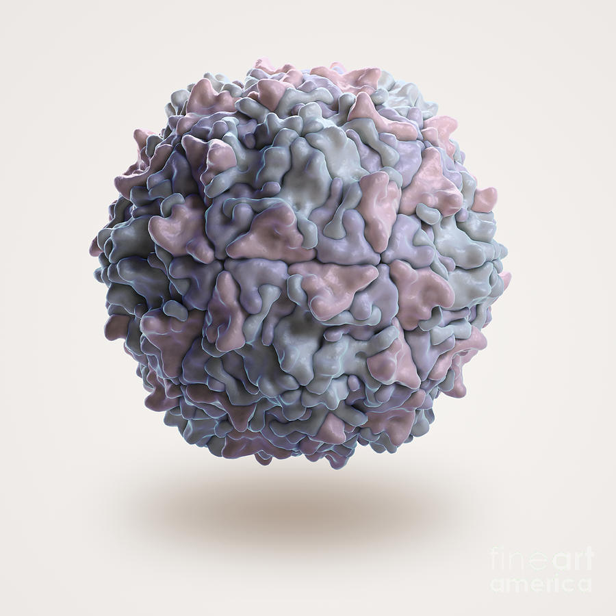 Poliovirus #4 Photograph by Science Picture Co