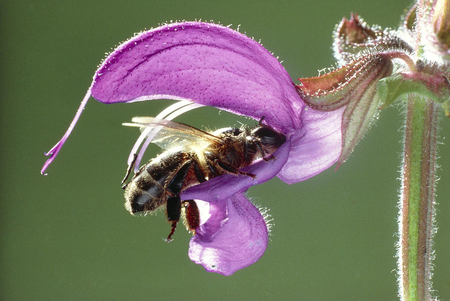 Animal Photograph - Pollination #4 by Perennou Nuridsany