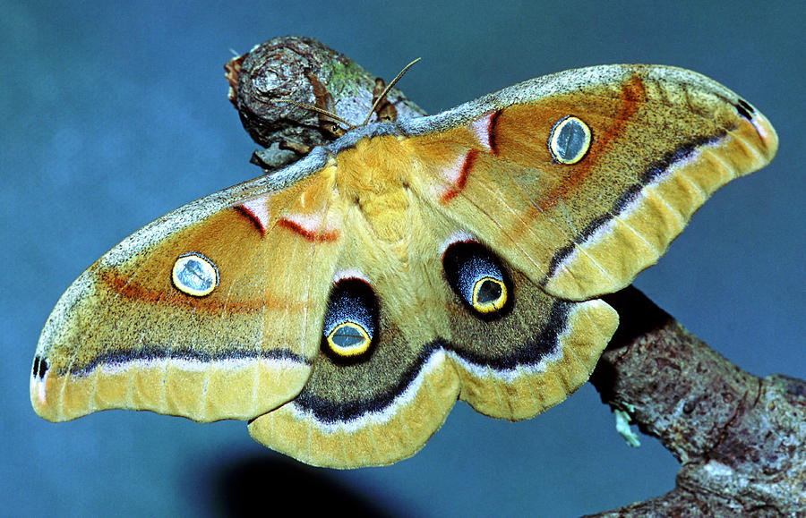 Polyphemus Moth #6 Photograph by Millard H Sharp
