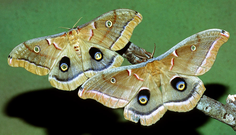 Polyphemus Moths #4 Photograph by Millard H. Sharp