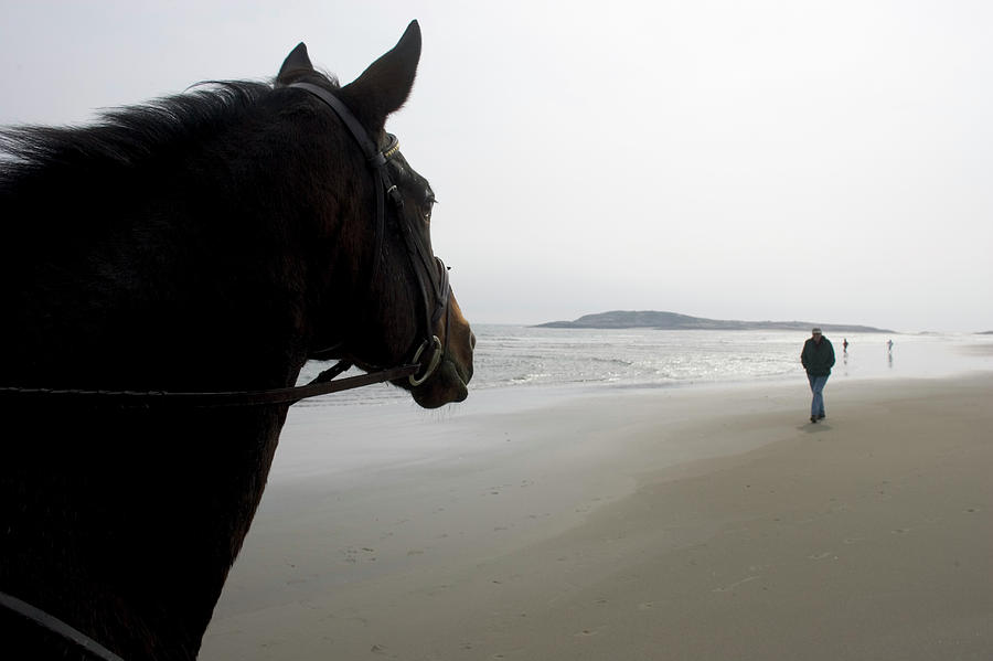 Beach Photograph - Popham Beach, Horseback Riding, Maine #4 by David McLain