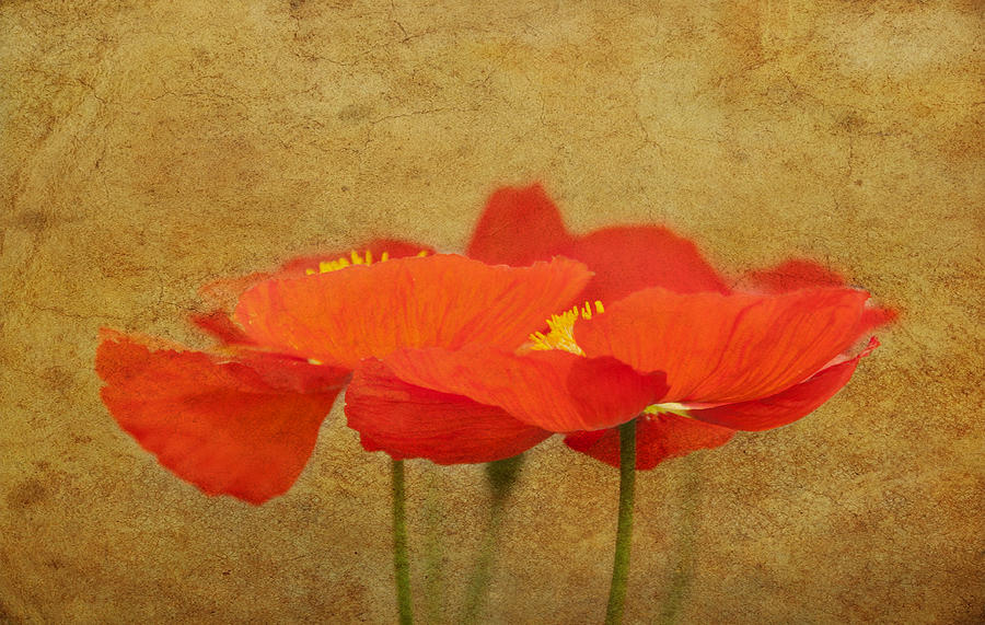 Poppies #4 Photograph by Carolyn DAlessandro