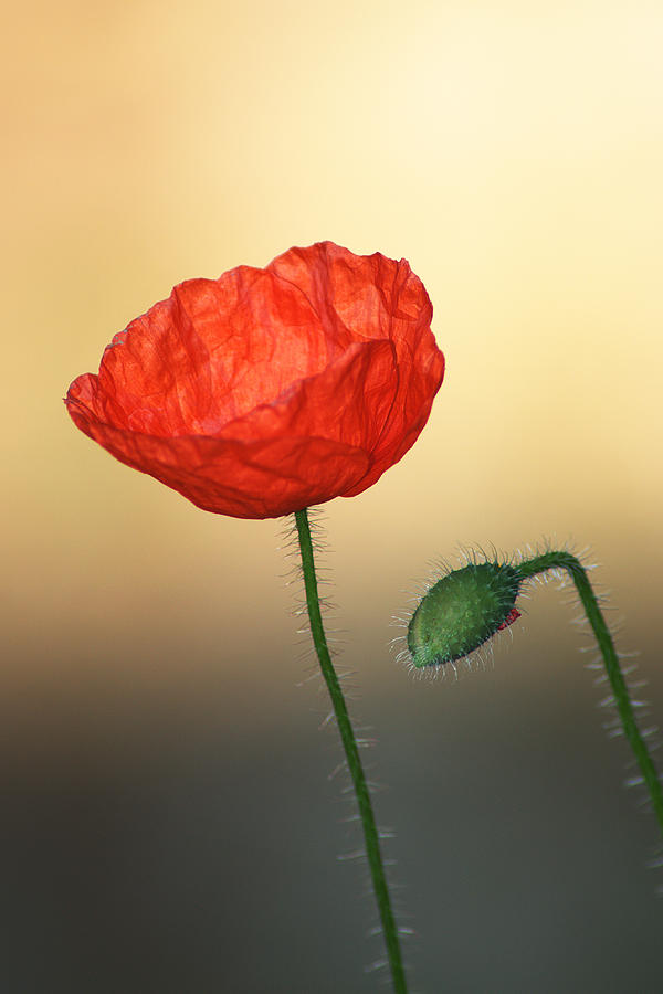 Poppy #4 Photograph by Chris Day