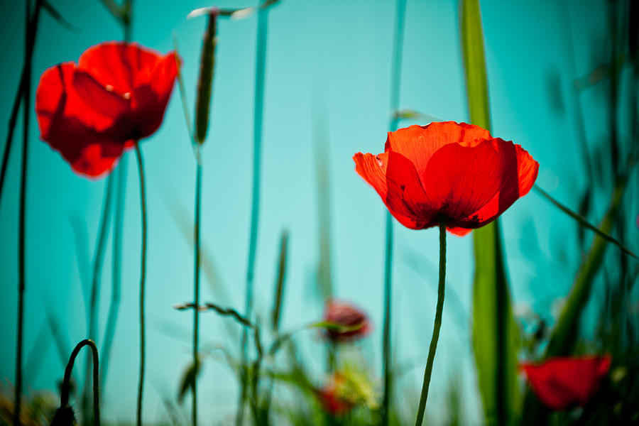 Poppy field and sky #4 Photograph by Raimond Klavins