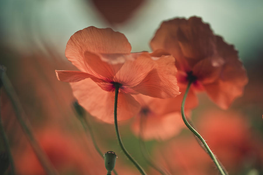 Poppy Photograph - Poppy Meadow #4 by Nailia Schwarz