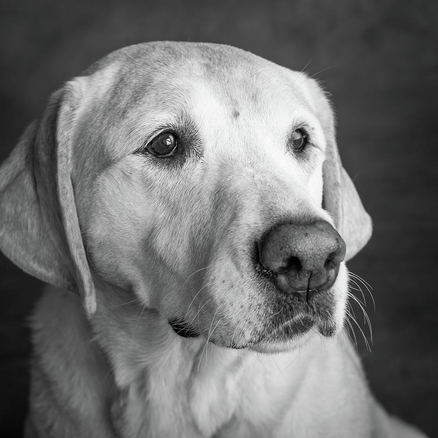 Portrait Of A Golden Labrador Dog Photograph by Animal Images | Fine ...