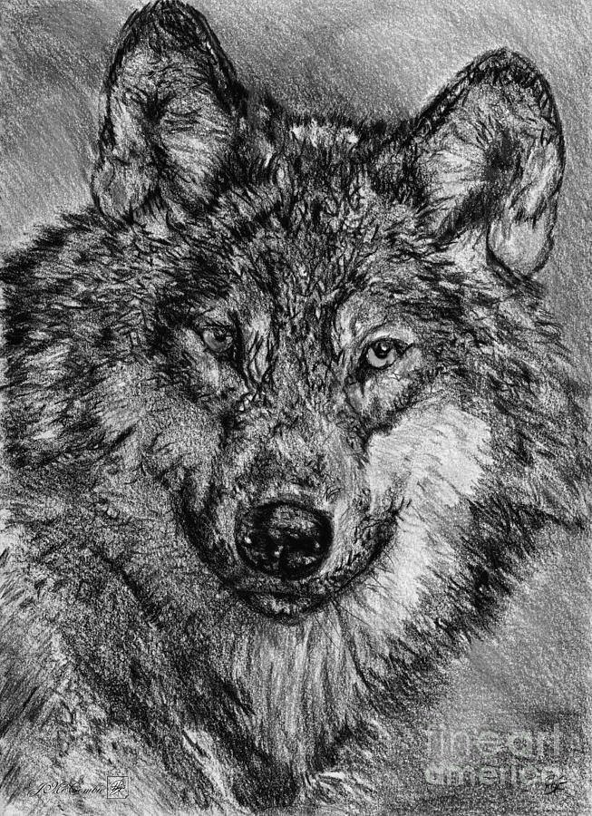 Portrait of a Gray Wolf #1 Drawing by J McCombie