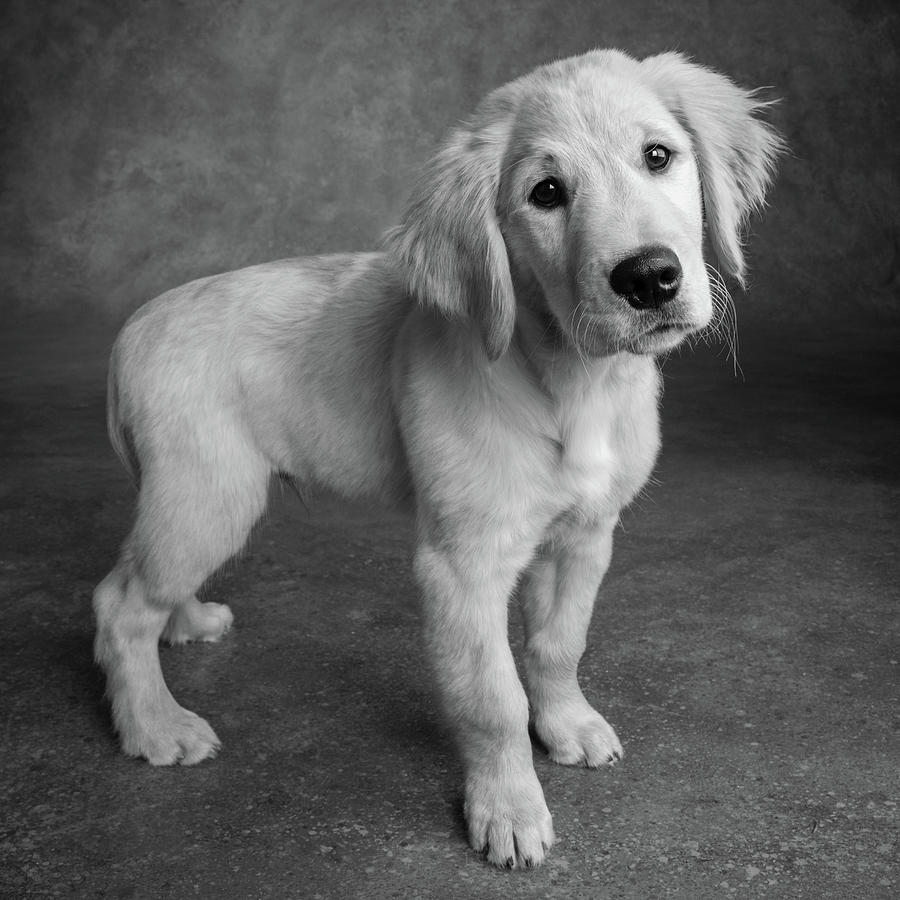 Portrait Of Golden Retriever Puppy Photograph By Animal Images