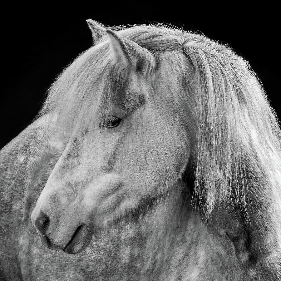 Portrait Of Icelandic Horse, Iceland #4 Photograph by Arctic-images