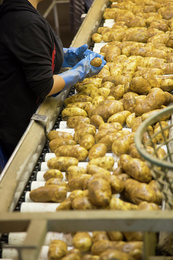 Potato Processing Plant Photograph By Jim West