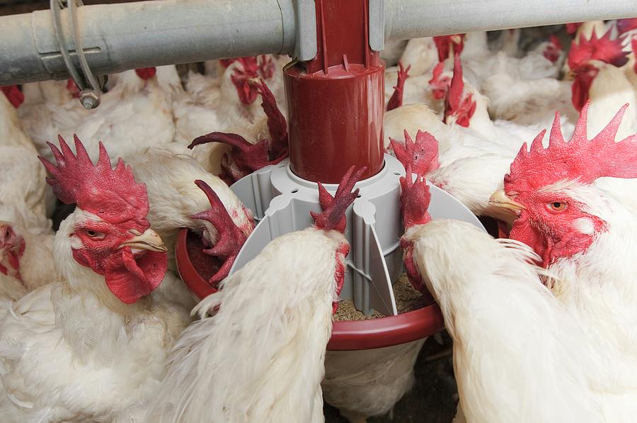 Poultry Breeding Farm #4 Photograph by Photostock-israel/science Photo Library