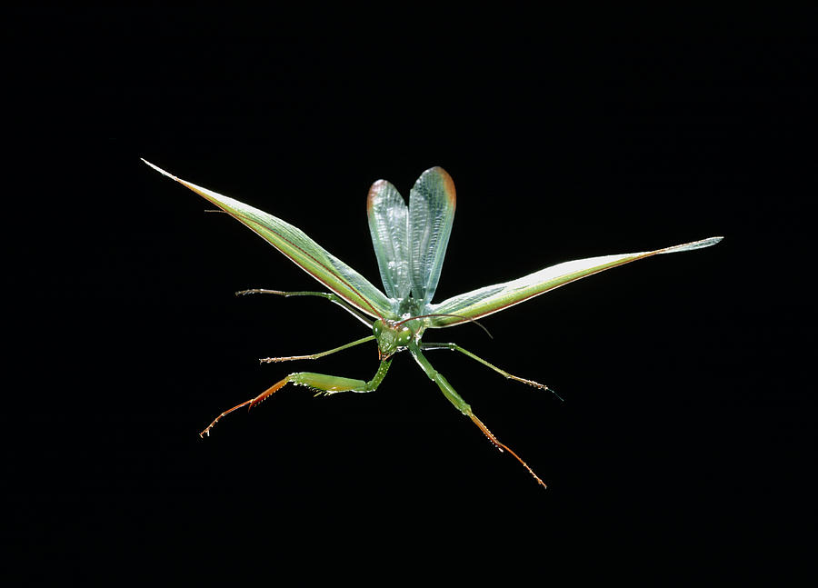 Praying Mantis In Flight #4 Photograph by Perennou Nuridsany