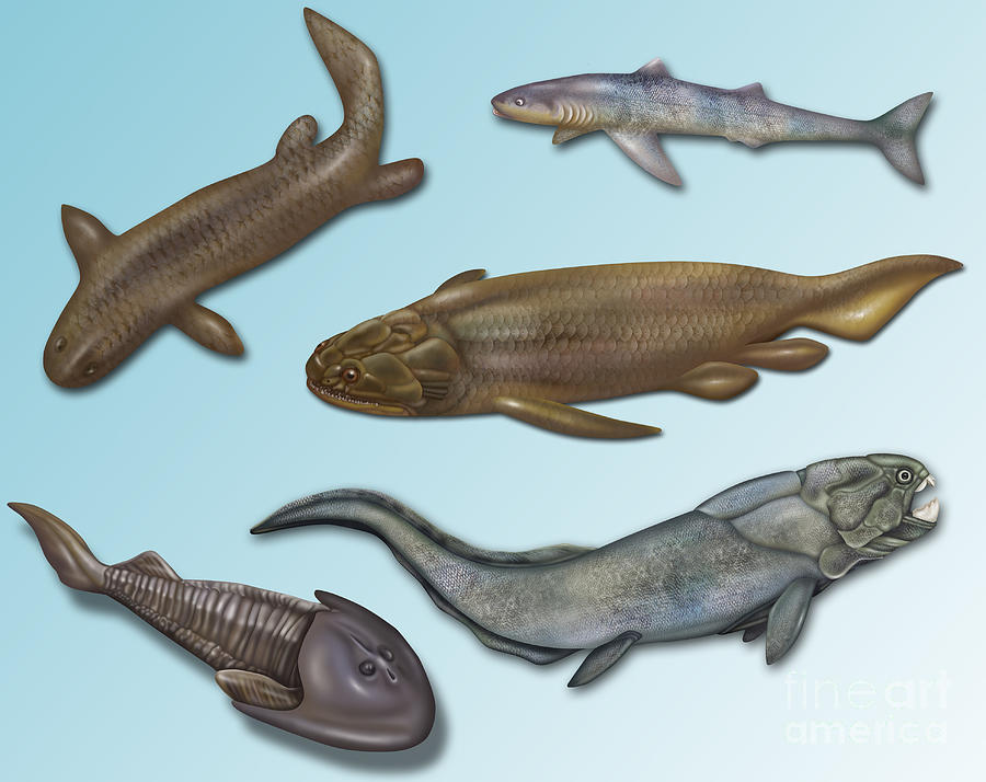 Prehistoric Fishes, Illustration #4 Photograph by Gwen Shockey