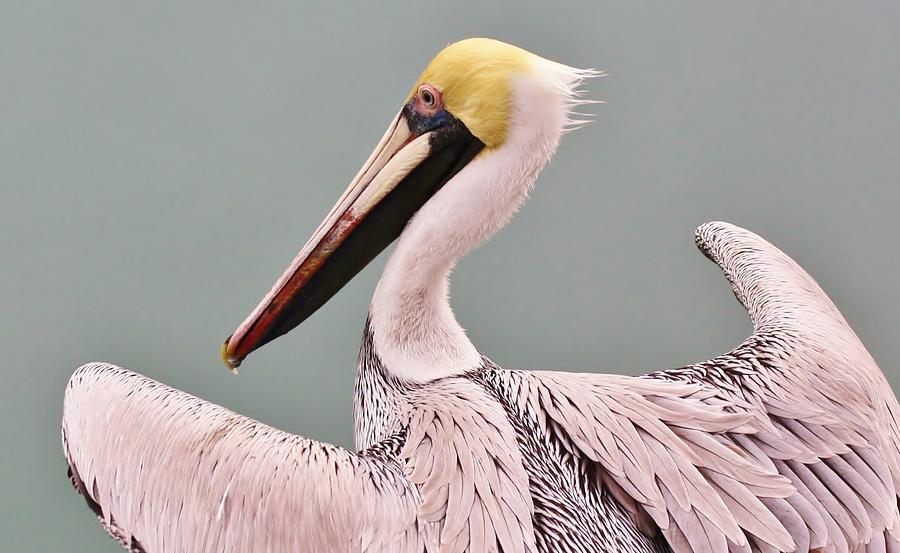 Pelican Photograph - Pretty Pelican #4 by Paulette Thomas