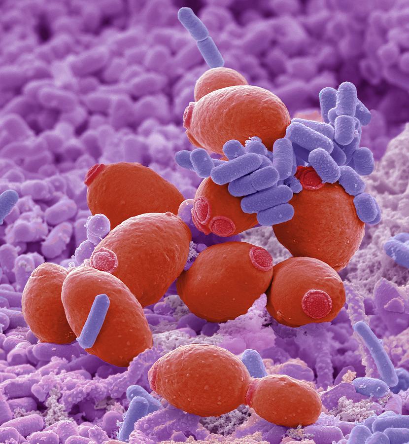 Probiotic Flora #4 Photograph by Steve Gschmeissner/science Photo Library