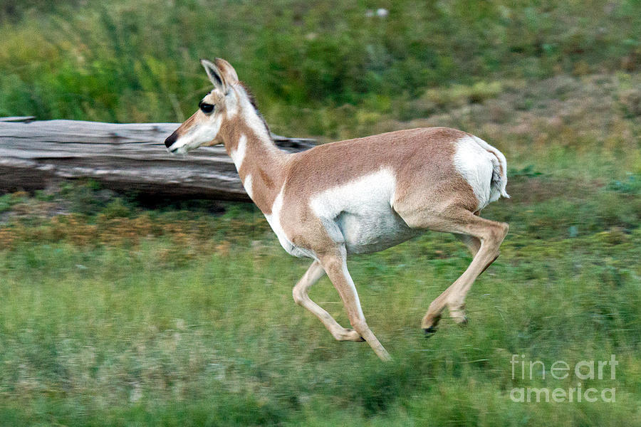 Pronghorn #4 Photograph by Fred Stearns