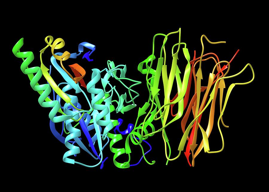 Molecular Photograph - Proprotein Convertase Type 9 (pcsk9) #4 by Alfred Pasieka