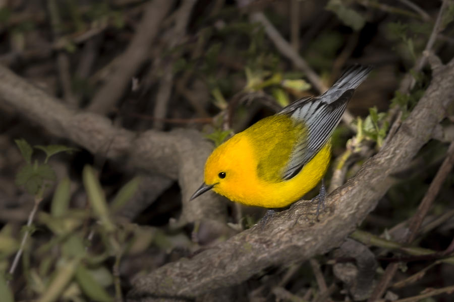 Bird Photograph - Prothonotary Warbler #3 by Jack R Perry