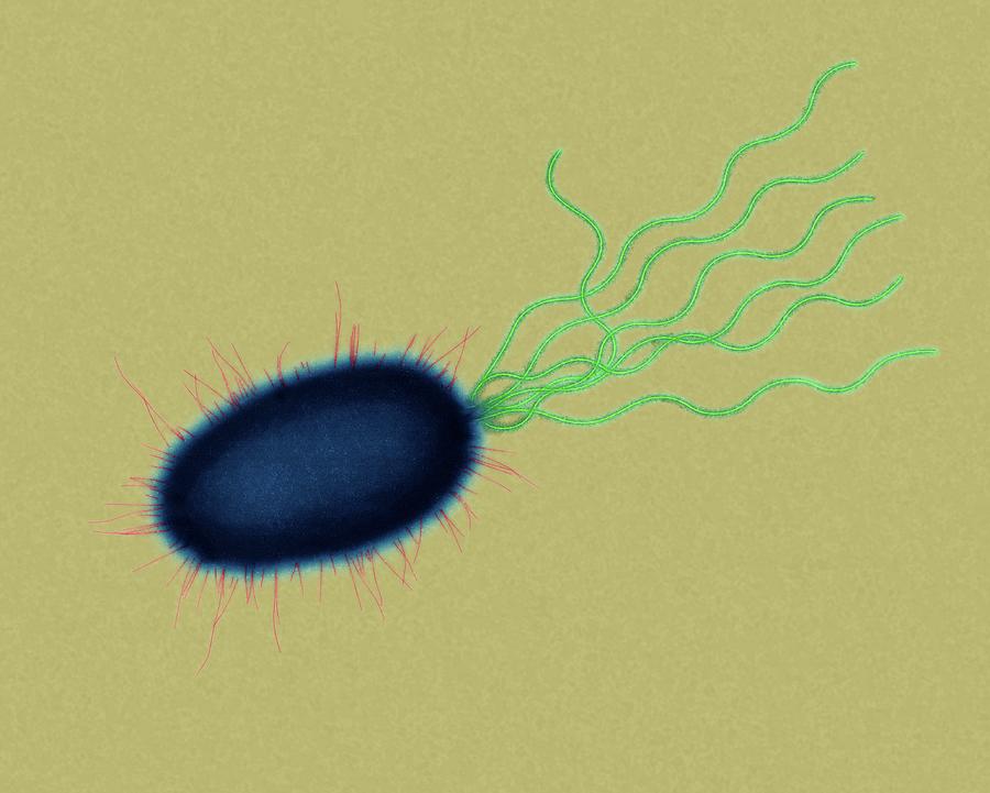 Pseudomonas Sp Bacterium Photograph By Dennis Kunkel Microscopy Science Photo Library Fine