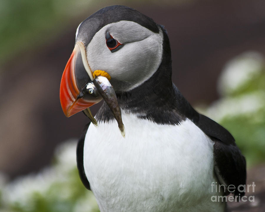 Puffin with fish dinner Photograph by Heiko Koehrer-Wagner