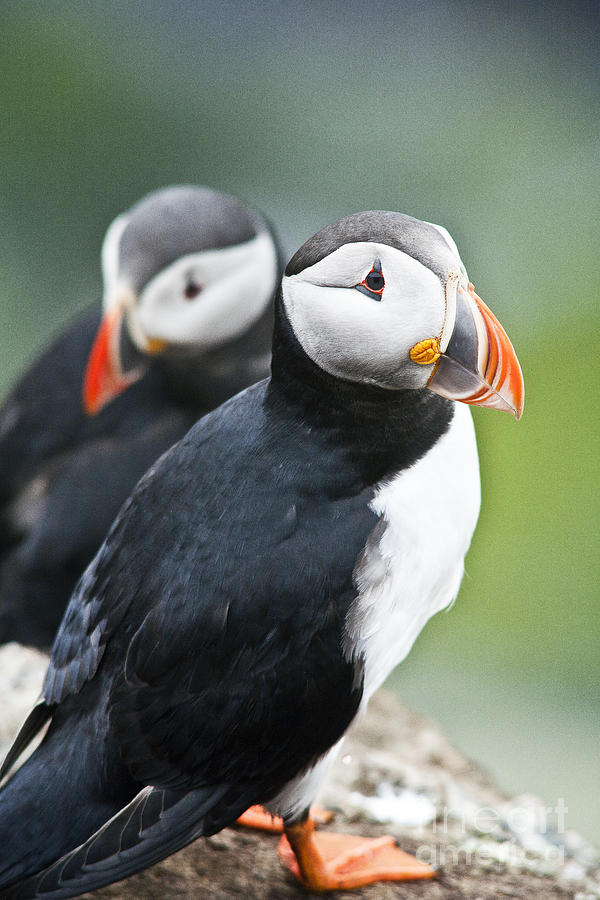 Two Puffins vertical Photograph by Heiko Koehrer-Wagner