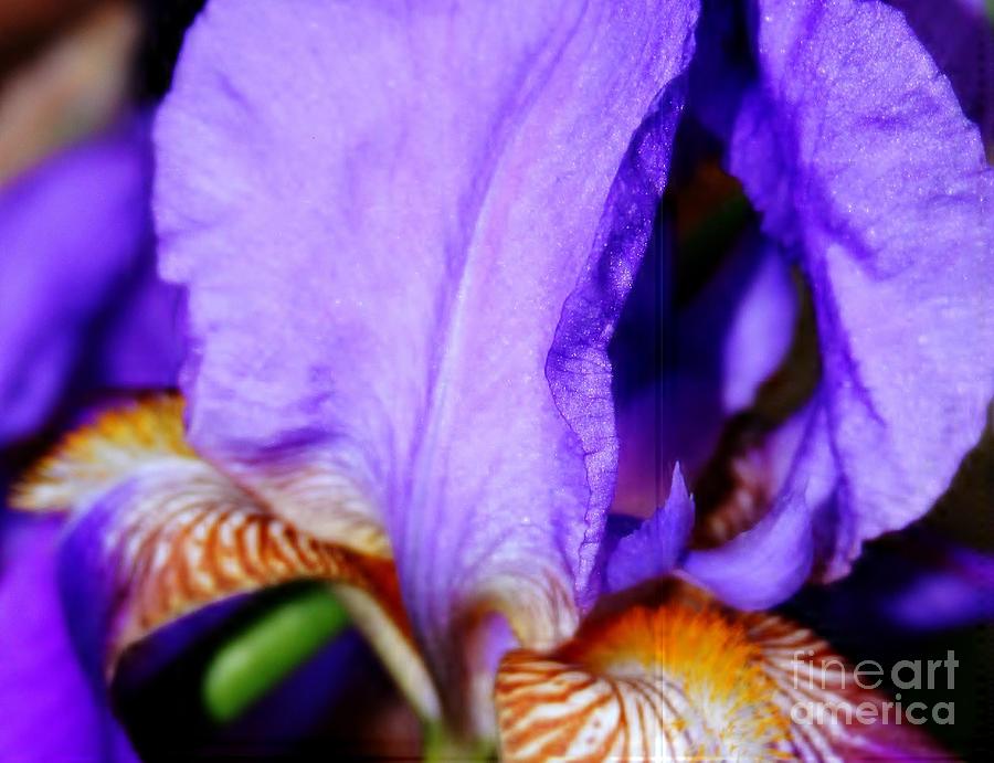 Iris Photograph - Purple Bearded Iris by Cathy Lindsey