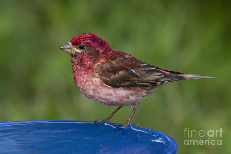 Purple Finch #4 Photograph by Linda Freshwaters Arndt