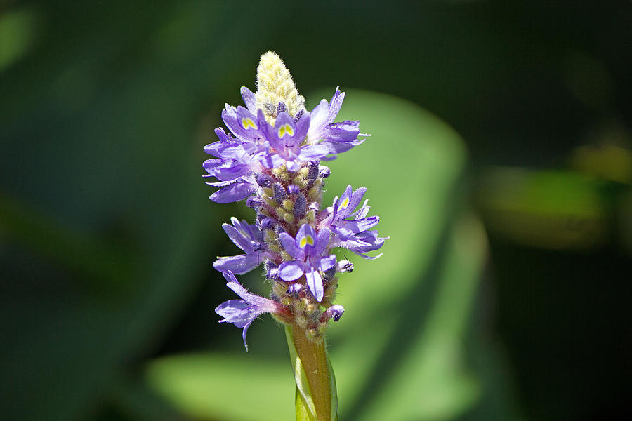 Purple flower #4 Photograph by Susan Jensen