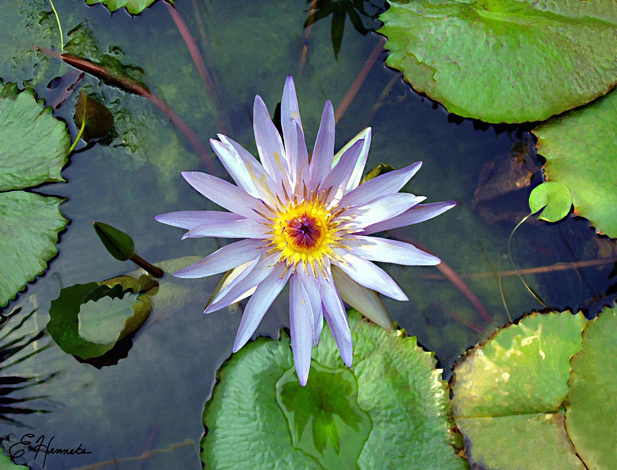 Flower Painting - Purple Lotus by Ellen Henneke