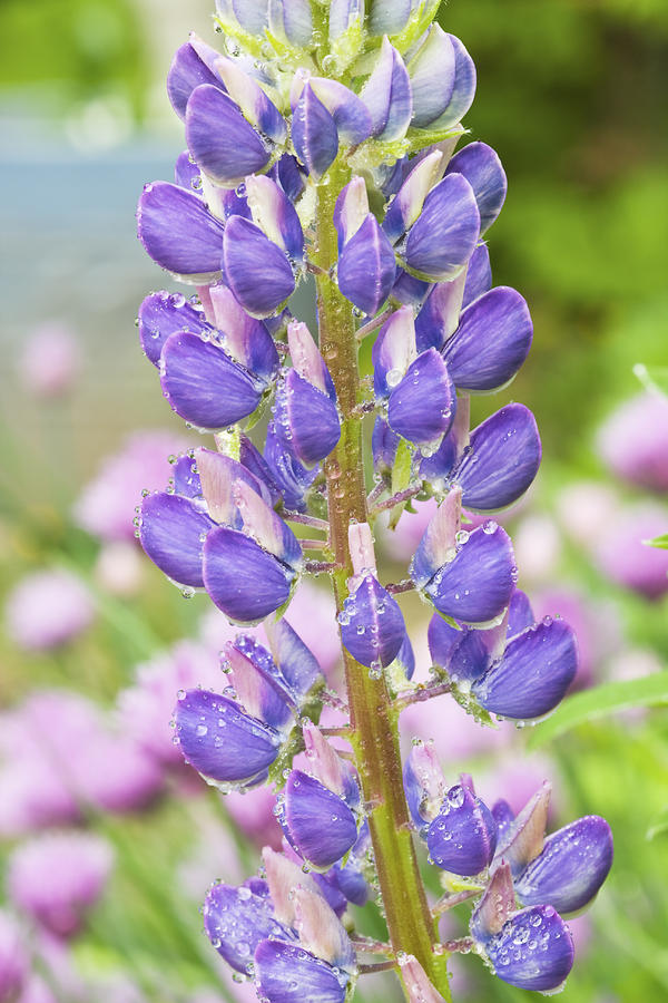Purple Lupine Flowers #4 Photograph by Keith Webber Jr