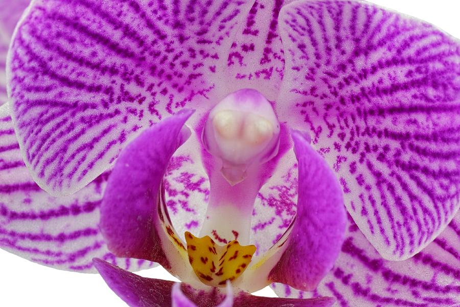 Purple Orchid-7 Photograph by Rudy Umans