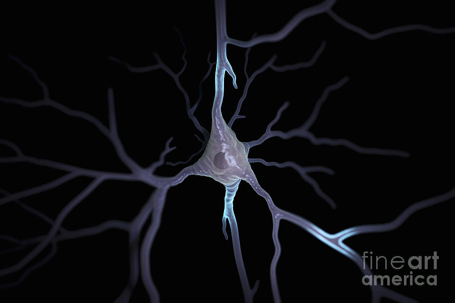 Pyramidal Neuron #4 Photograph by Science Picture Co