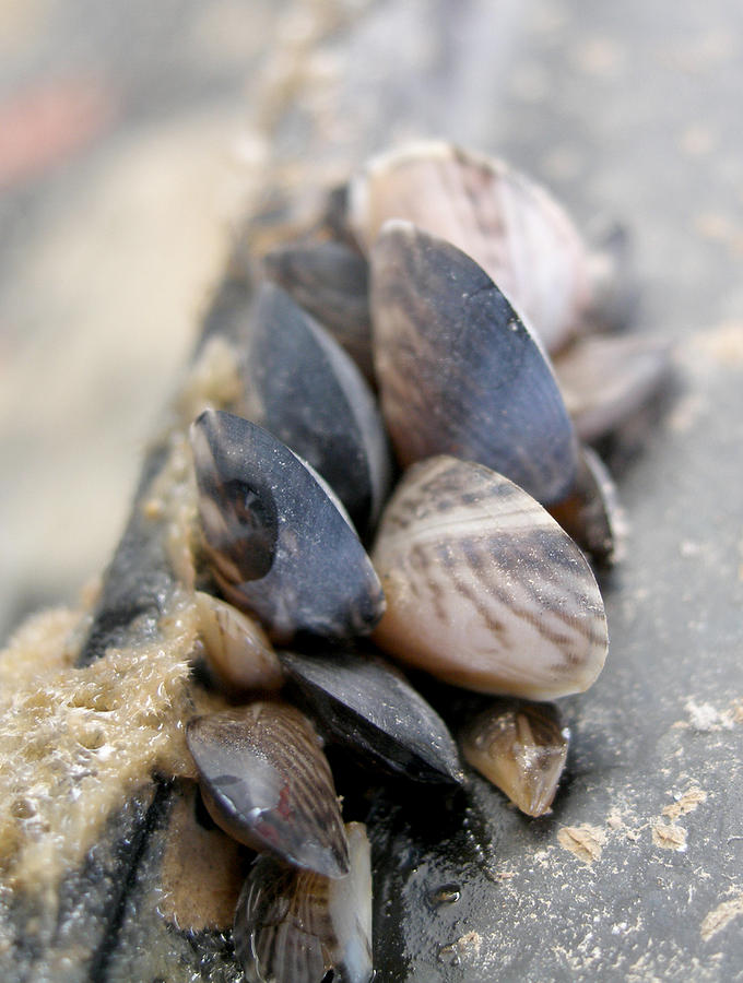 Quagga Mussels Dreissena Bugensis Photograph by US Fish and Wildlife Service