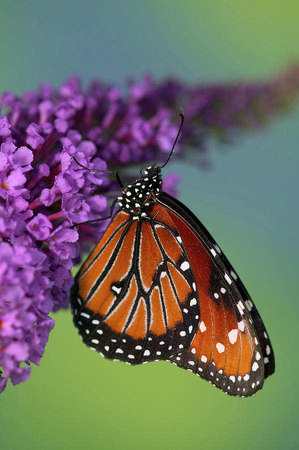 Butterfly Photograph - Queen Butterfly, Danaus Gilippus #4 by Darrell Gulin