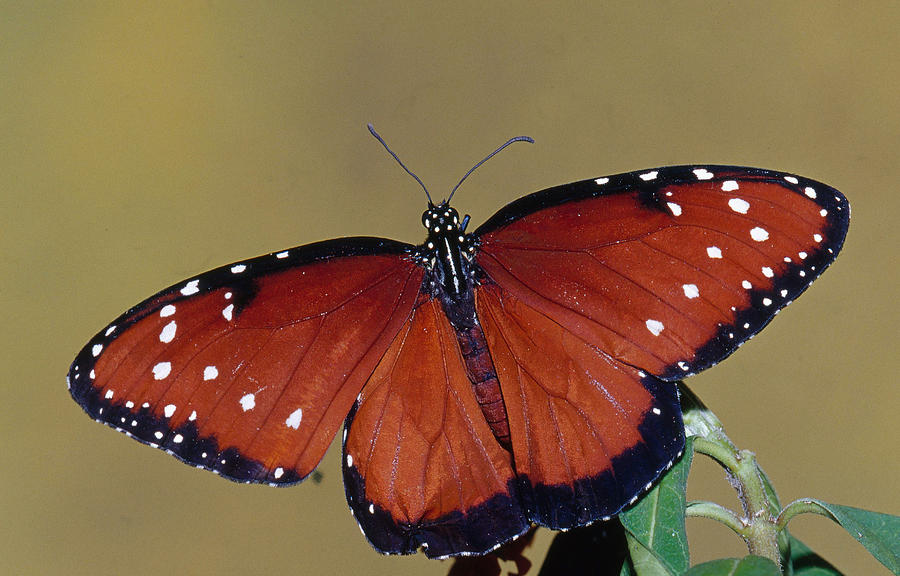 Queen Butterfly Danaus Gilippus #4 Photograph by Millard H. Sharp