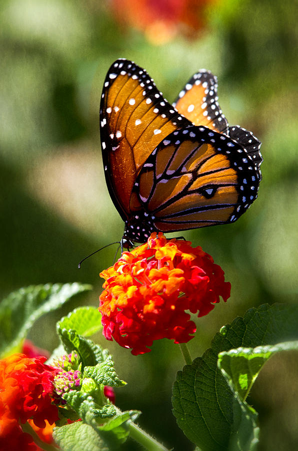 Queen Butterfly  #2 Photograph by Saija Lehtonen