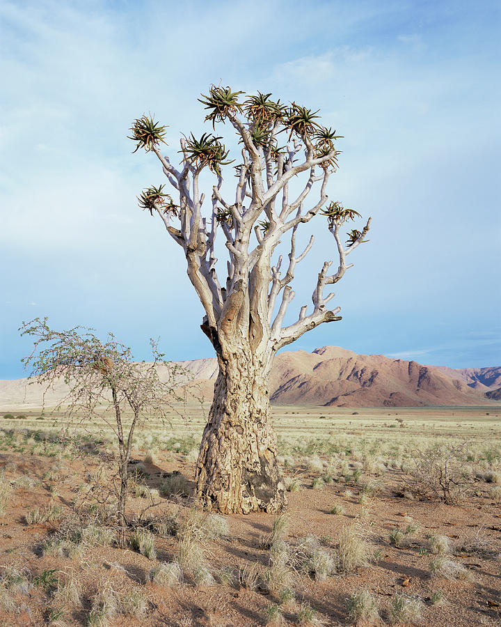 Mountain Photograph - Quiver Tree (aloe Dichotoma) #4 by Sinclair Stammers/science Photo Library
