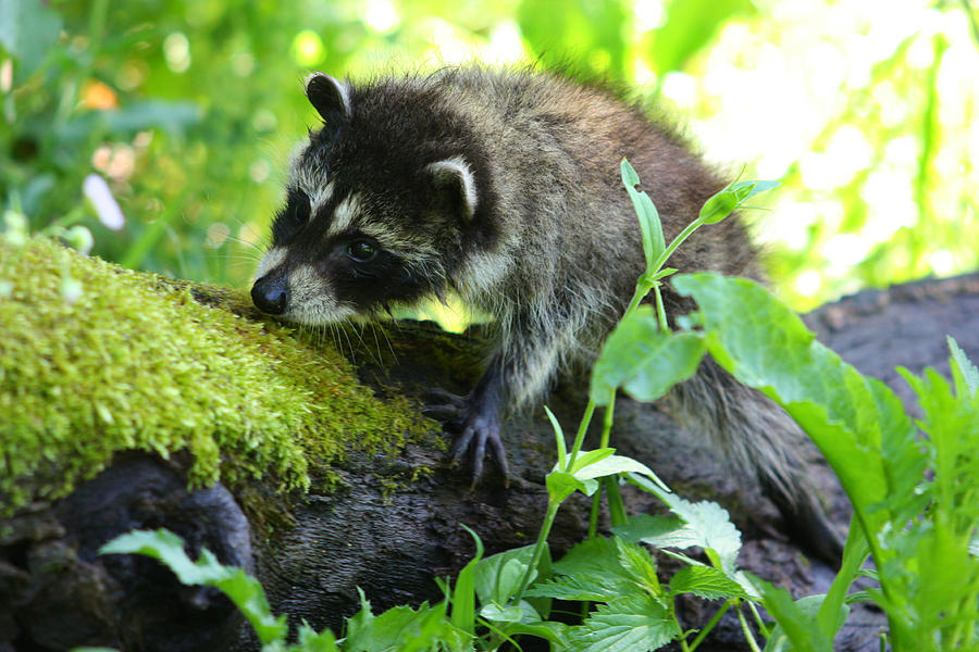 Raccoon #4 Photograph by Amanda Stadther