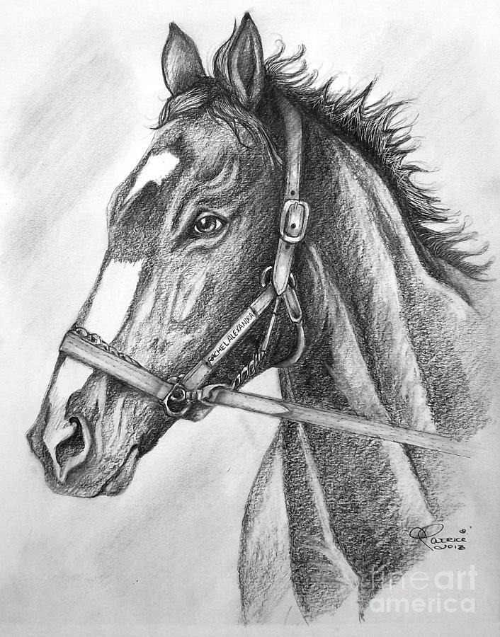 Horse Drawing - Rachel Alexandra by Bella Apollonia