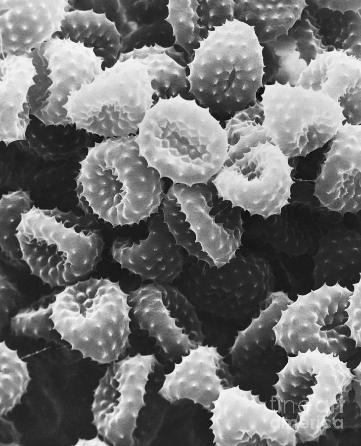 Ragweed Pollen Sem Photograph by David M. Phillips / The Population Council