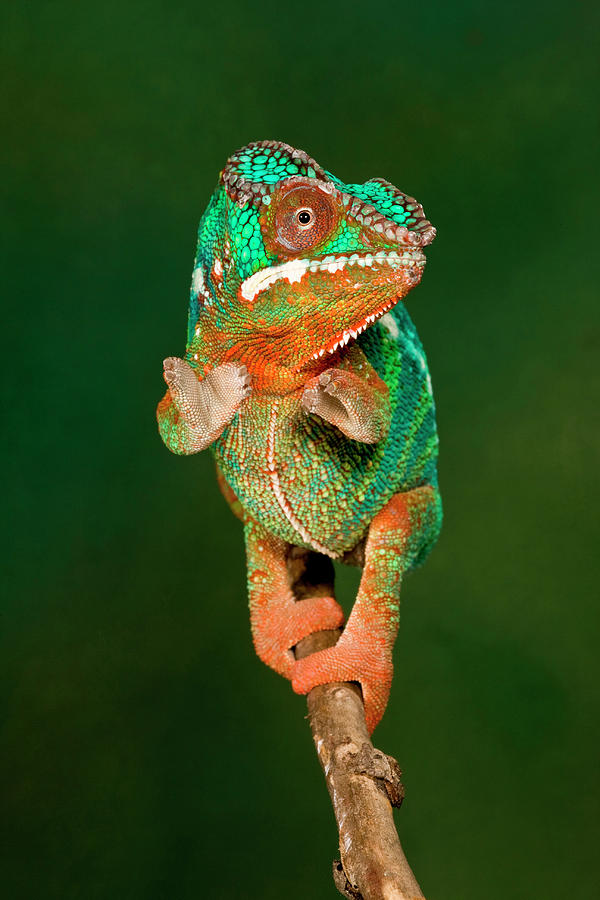 Rainbow Panther Chameleon Fucifer Photograph By David Northcott Fine 