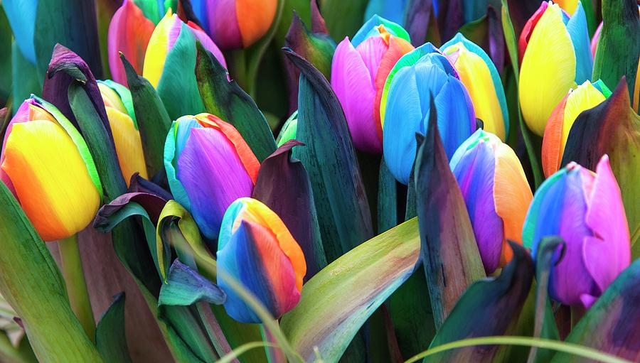 Rainbow Tulips (tulipa Sp.) Photograph by Adrian Thomas/science Photo